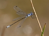 J16_1957 Dark Spreadwing - scarce